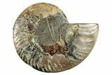 Cut & Polished Ammonite Fossil (Half) - Madagascar #282610-1